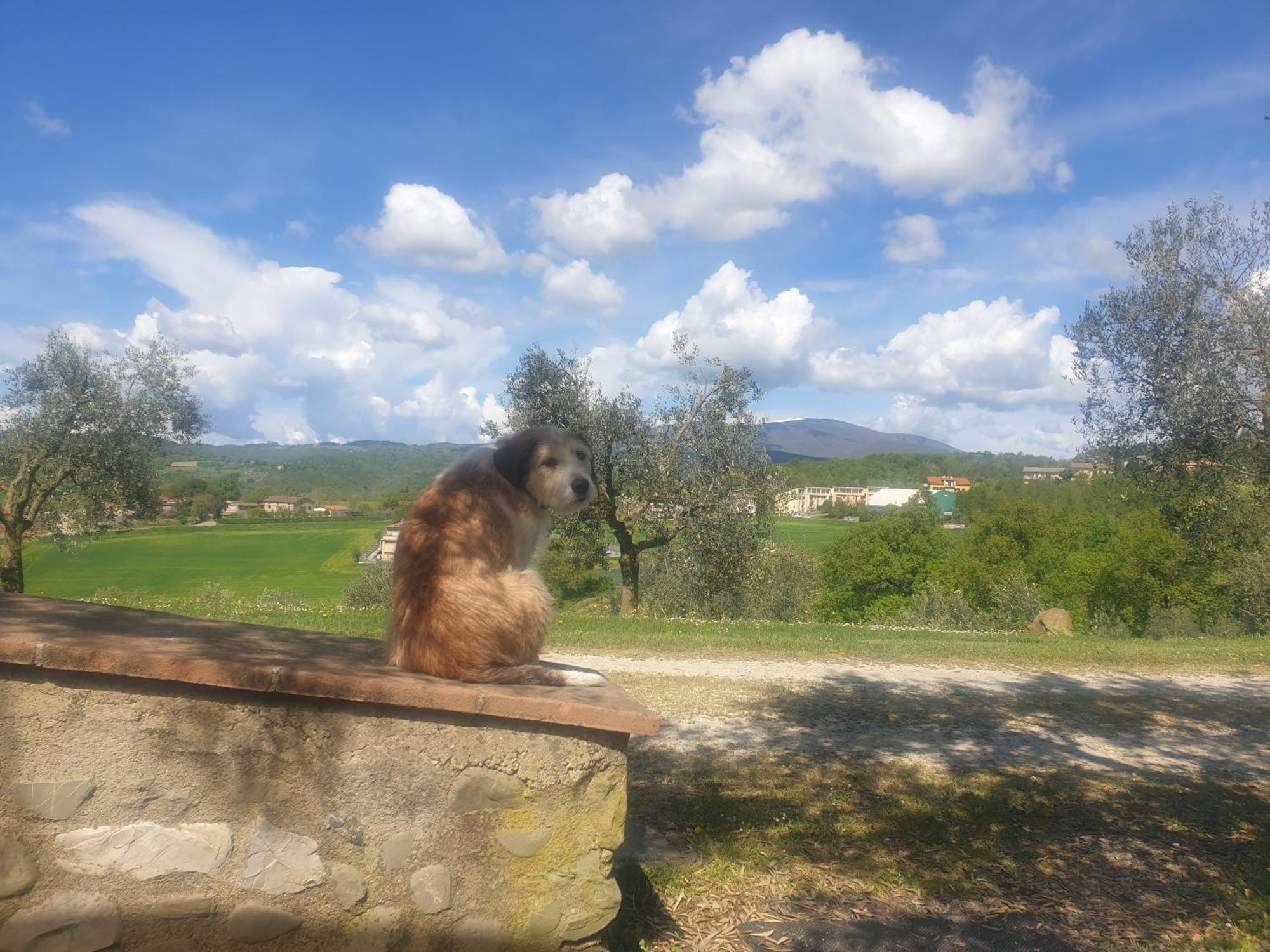 Agriturismo Val Della Pieve Anghiari Bagian luar foto