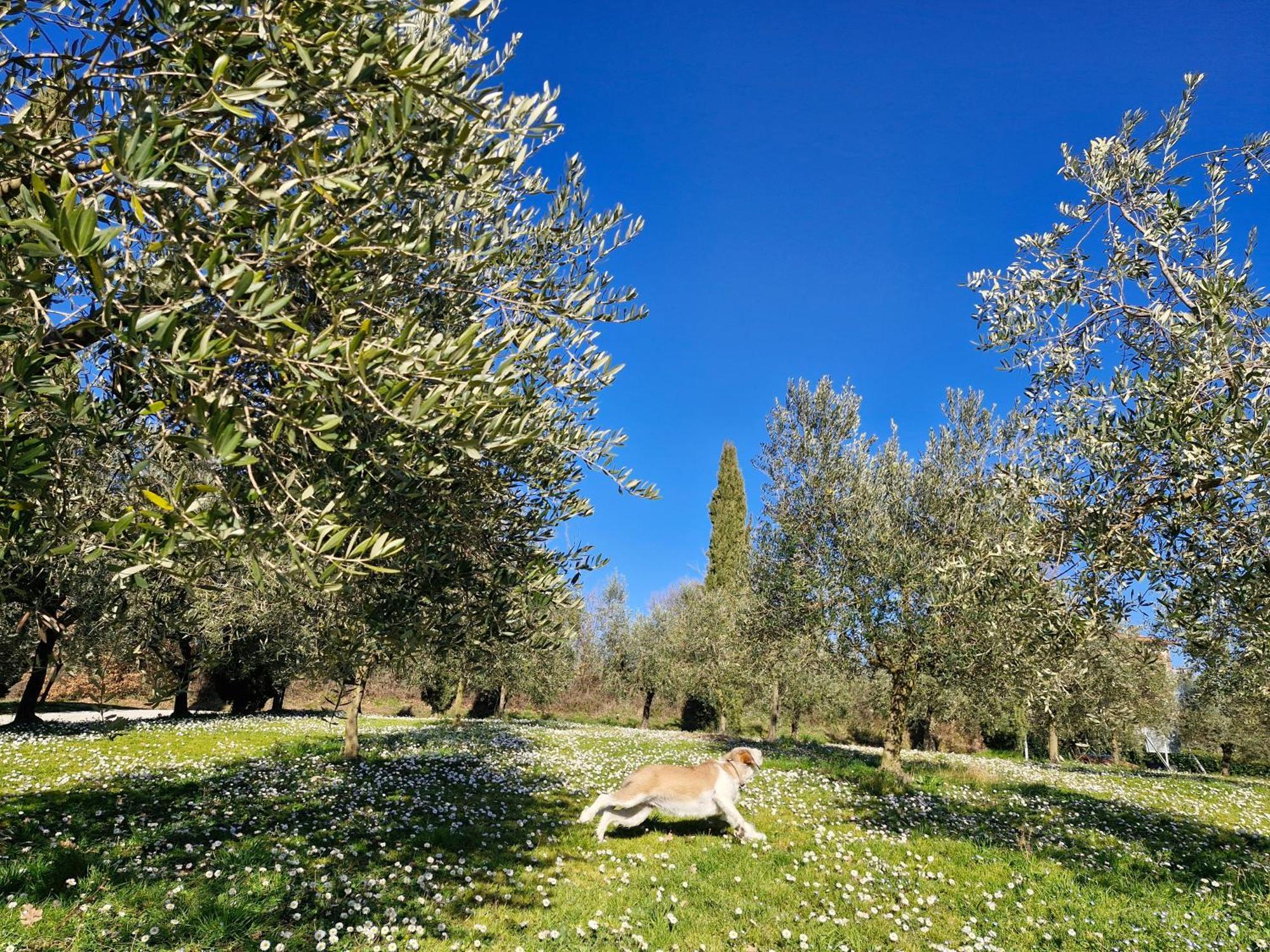 Agriturismo Val Della Pieve Anghiari Bagian luar foto