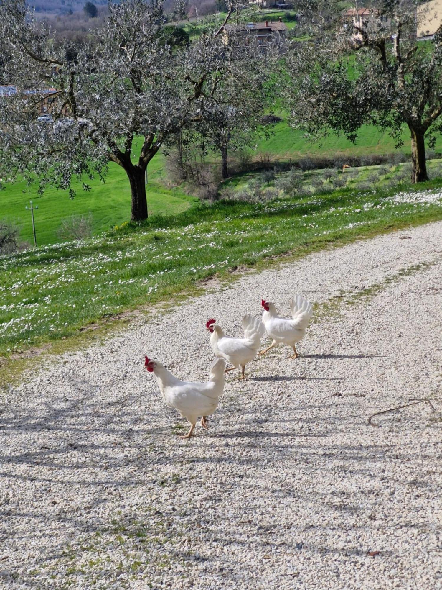 Agriturismo Val Della Pieve Anghiari Bagian luar foto