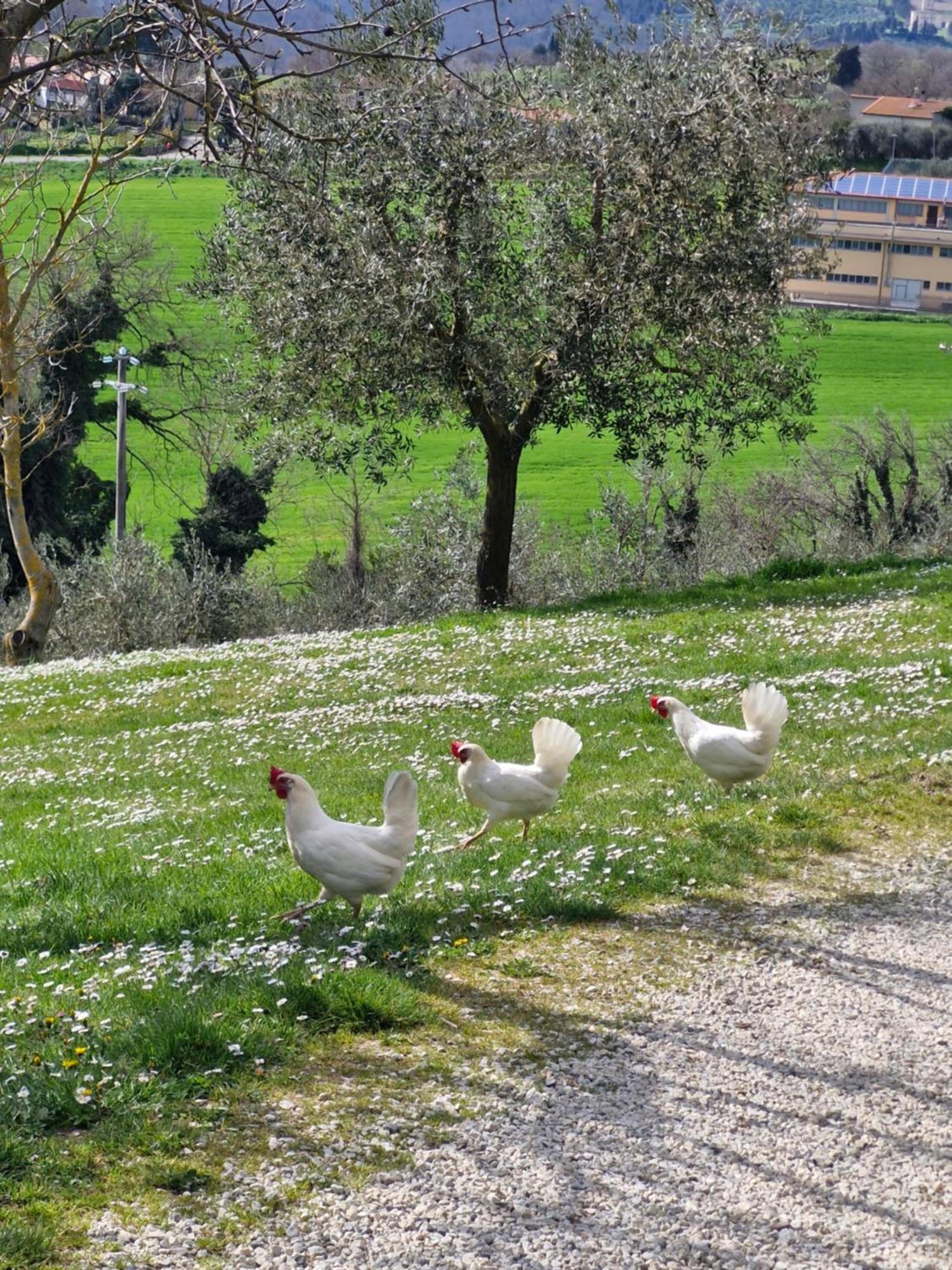 Agriturismo Val Della Pieve Anghiari Bagian luar foto